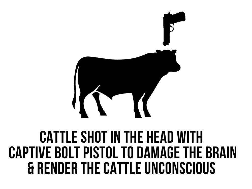 Cattle Stunning