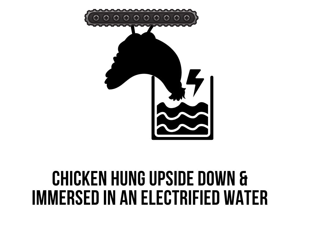 Chicken Stunning