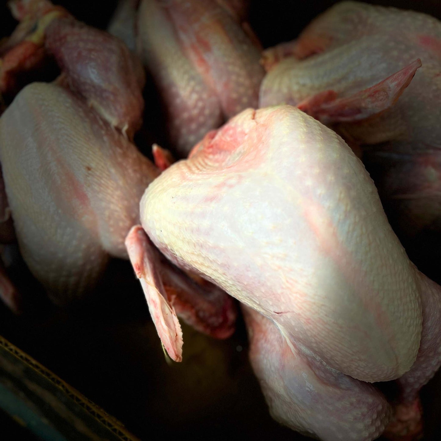 Wholesale Halal Turkey Whole - 2