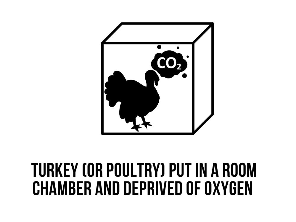 Stunning in Turkey or Poultry